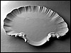 W0000PR11465 seashell tray 28.JPG