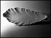 W0000PR12522 olive-seashell dish 20.jpg